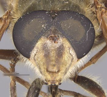 Media type: image;   Entomology 22235 Aspect: head frontal view